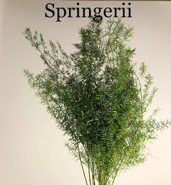 Springerii Green 15 BU/BX 75-80cm