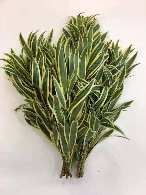 Song Of India 100st/bx Variegated