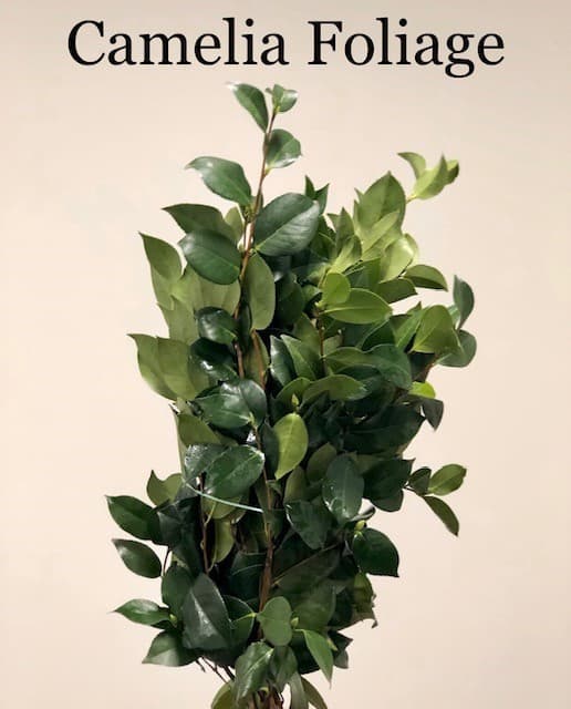 Camelia Foliage 10 Bu/bx Green 65-70cm