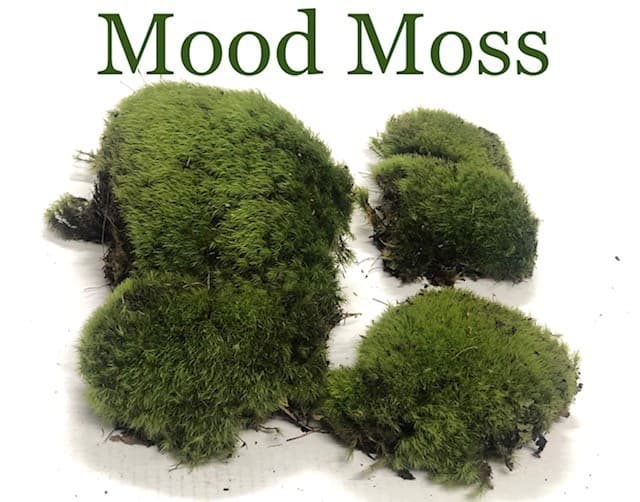 Moss Mood GREEN CLUMP 10 Lb Volumetric