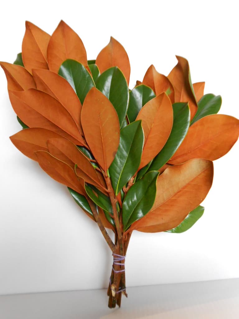 Magnolia Tips 15 BU/BX 35-40cm