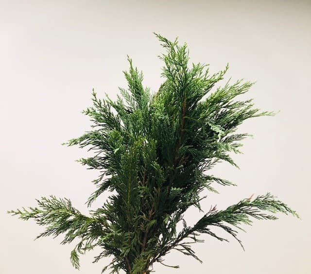 Leyland Cypress Bunch 60cm