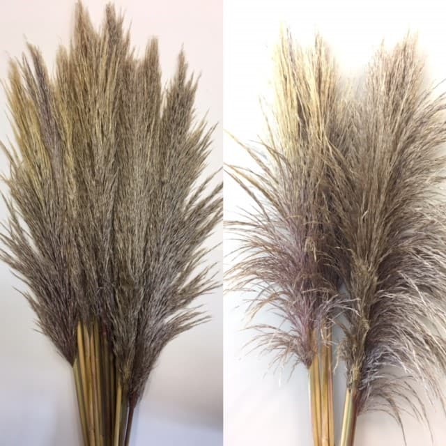 Pampas Grass BEIGE FRESH 15 BU/BX 2 FT.