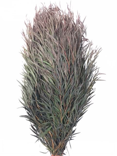 Agonis Foliage 10 BU/BX 70-75cm