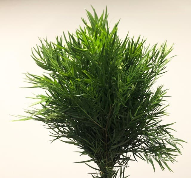 Fancy Podocarpus 15 BU/BX 65-70cm
