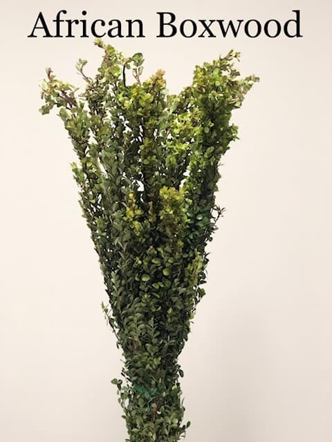 African Boxwood Green 10 BU/BX 60cm