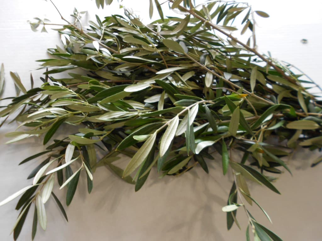 Olive Branches Green FLORIDA 10 BU/BX 70-75cm