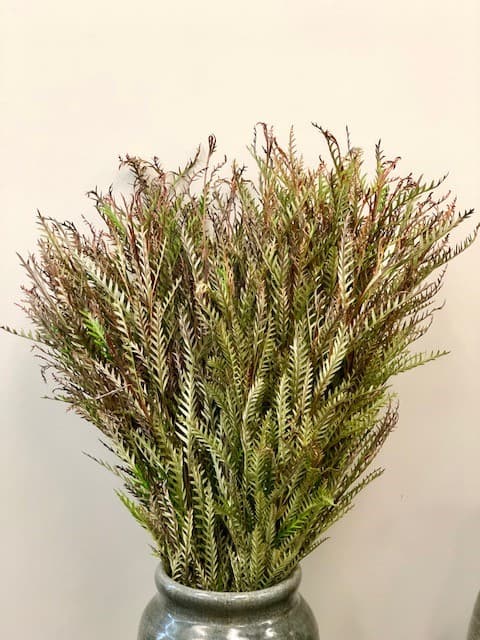 Natural Grevillea 70-75cm