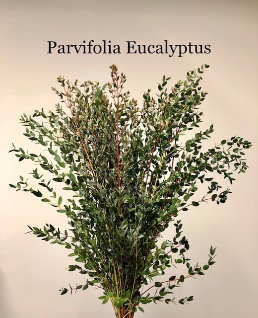 Parvifolia Euc Green 10BU/BX 75-80cm