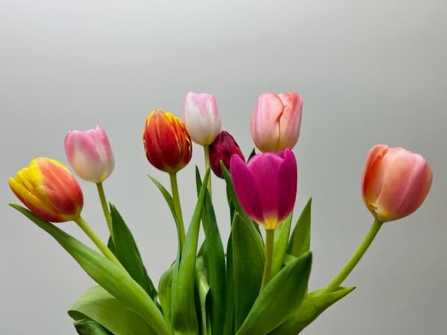 Tulips 20bu/bx Assorted