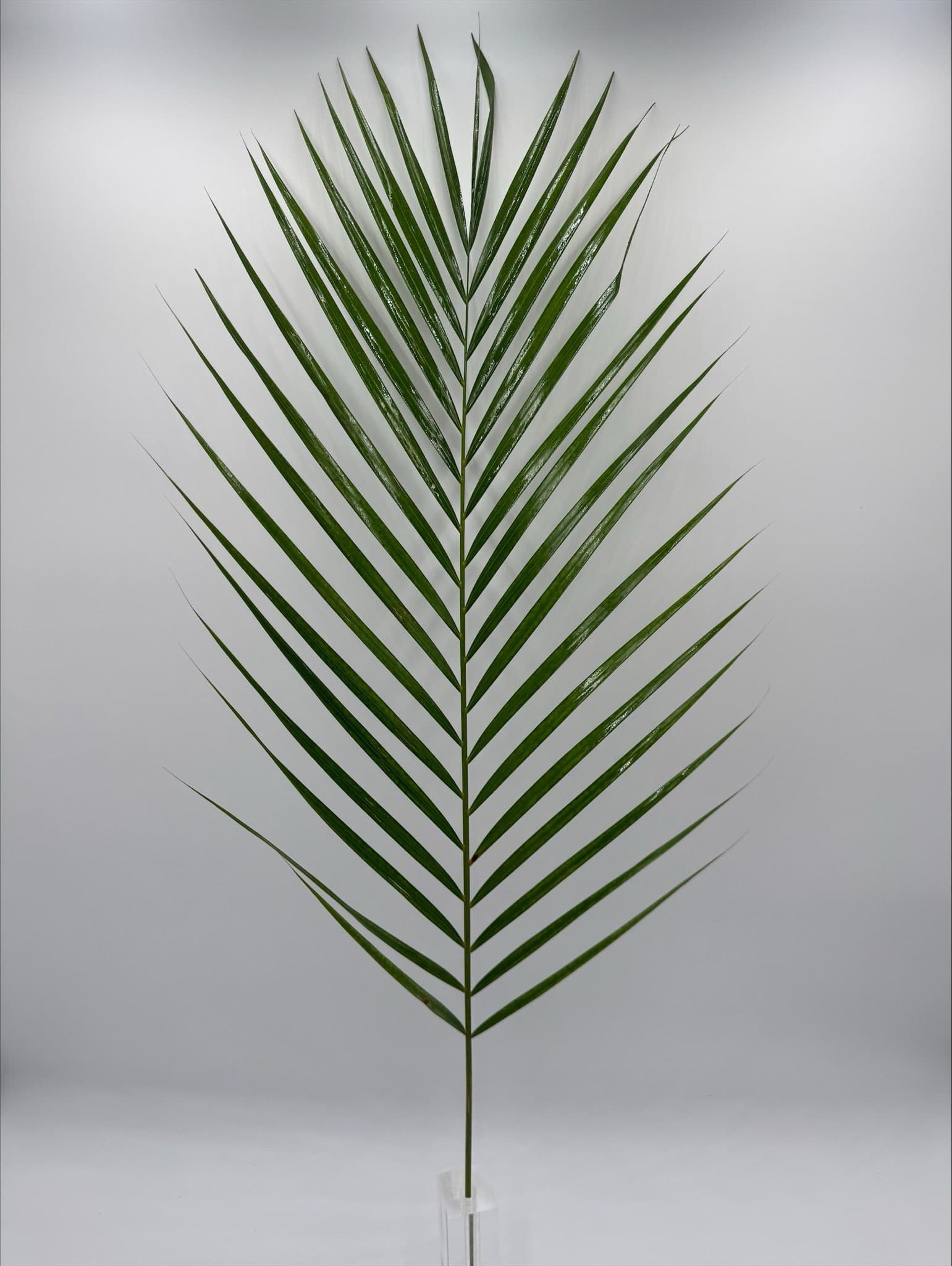 Areca Green 50STM/BX 90cm