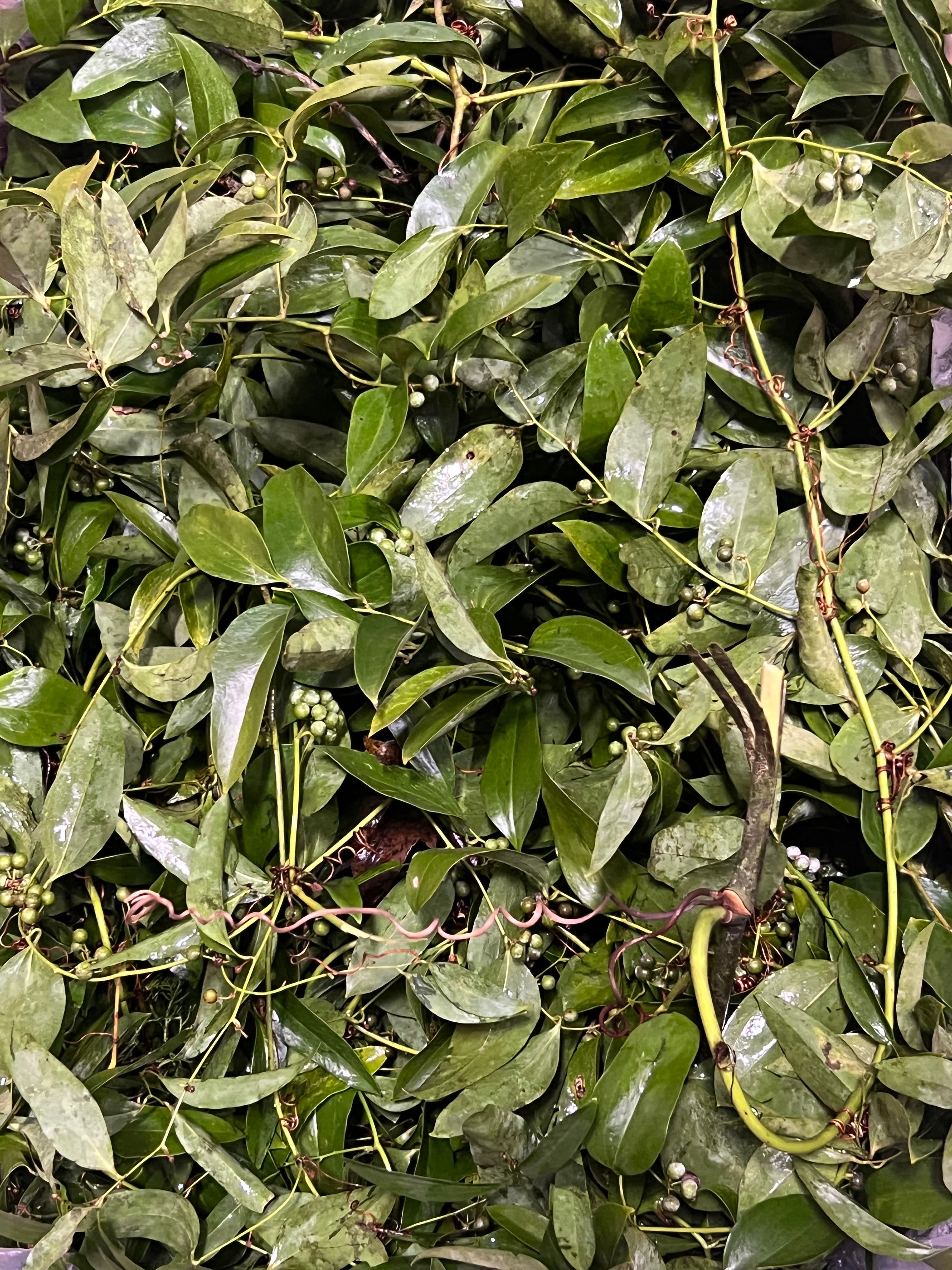 Smilax Alabama Jackson Vine Green 30 Lbs