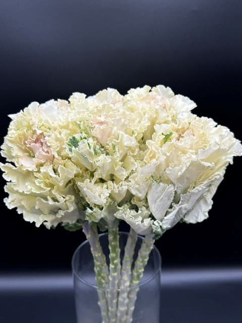 Kale 50 Stems White 50cm