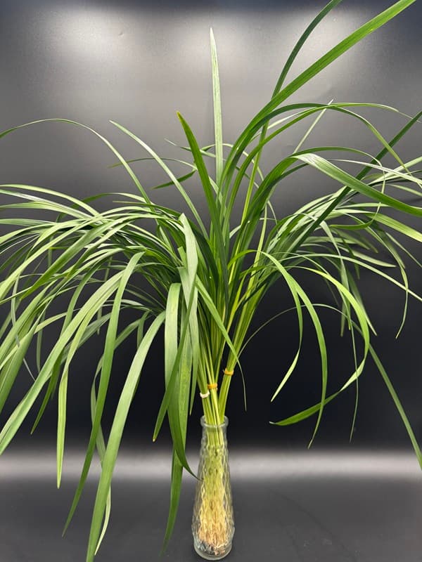 Lily Grass 100bu/bx Green 60cm