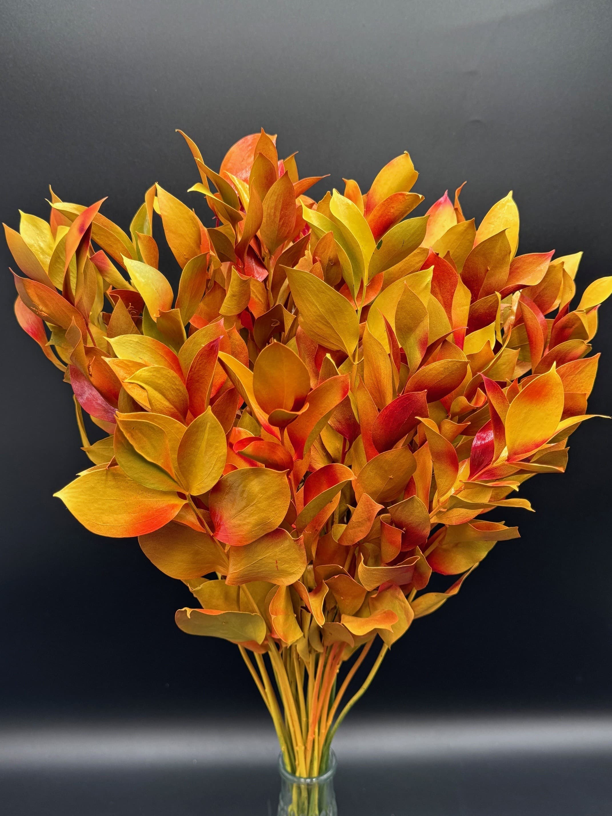 Fl. Ruscus 30bu/bx Autumn Mix 50cm