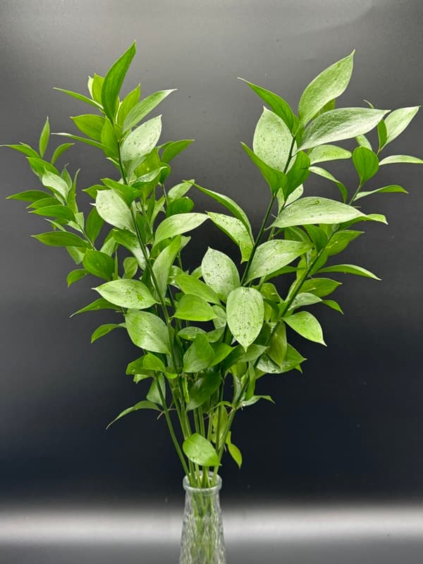 Fl. Ruscus 50bu/bx Green 50cm