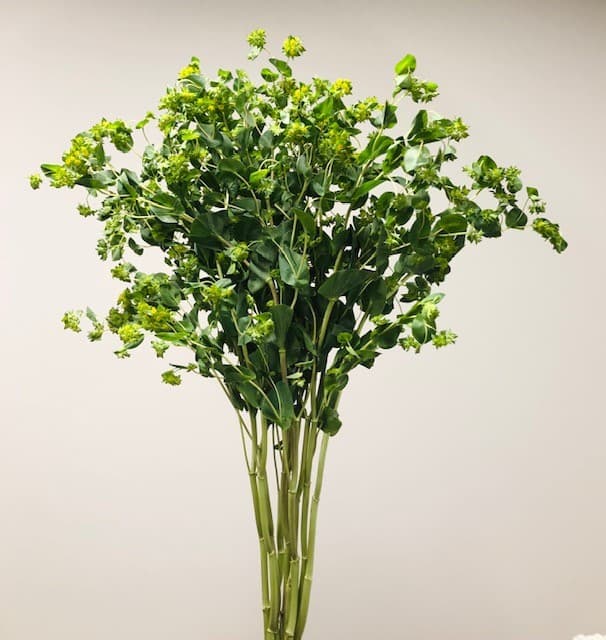 Buplerum 10bu/bx Green 70cm