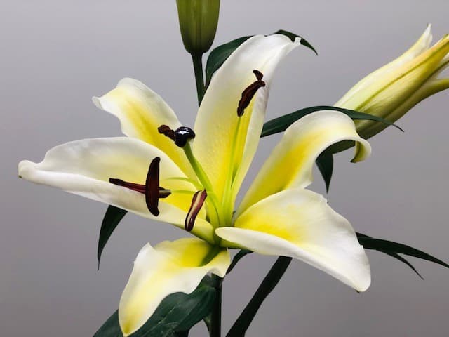 Oriental Lily Corcovado - 60st/bx Yellow 3/5bl