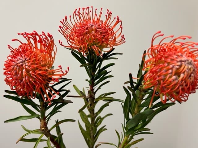 Pincushions Succesion - 50st/bx Orange 50cm