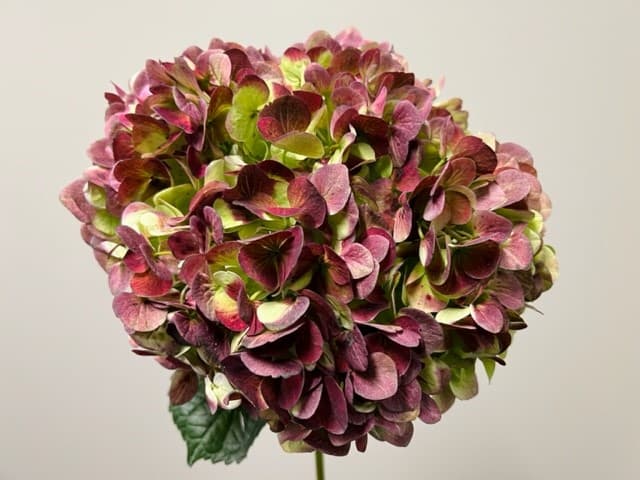 Hydrangea 18st/bx Antique Red