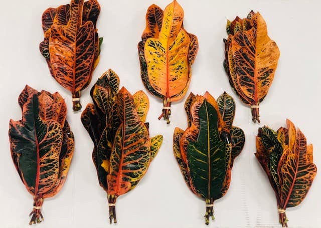 Croton Assorted LEAVES -. 20BU/BX