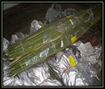 Palm Buds Green 25BUDS/BUNDLE