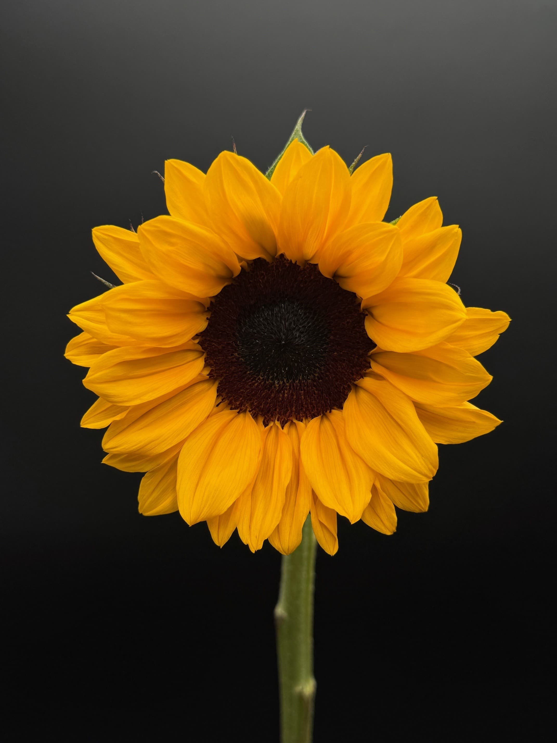 Sunflowers Yellow 10STM 12BU/BX PETITE