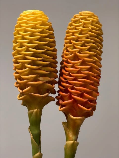Maracas -40st/bx Yellow 50cm