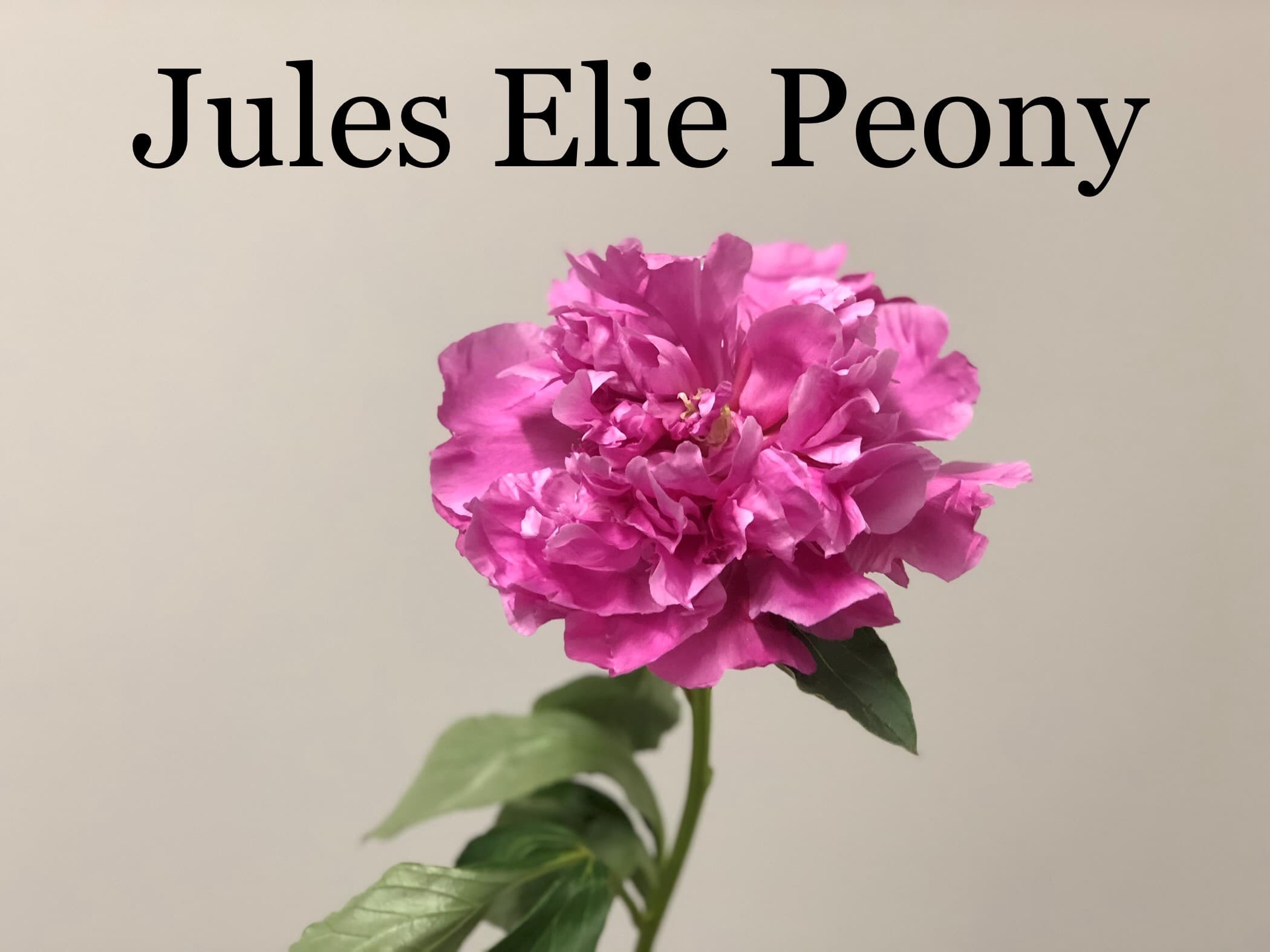 Peonies Jules Elie - 80st/bx Pink 50cm