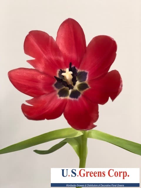 Tulips 15bu/hamp Red 40cm