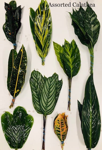 Calathea Assorted 20 BU/BX