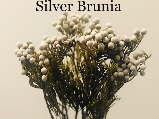 Silver Brunia 130st/bx Silver 40cm