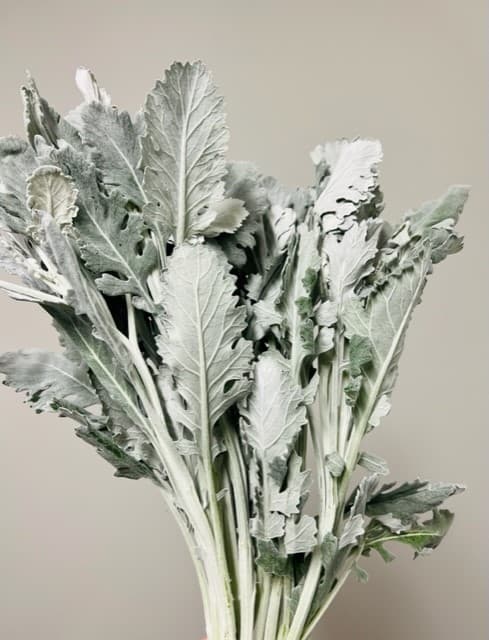 Dusty Miller Silver (10ST) 10BU/BX 50cm