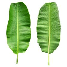 Banana Leaf Green 60ST/BX REG.