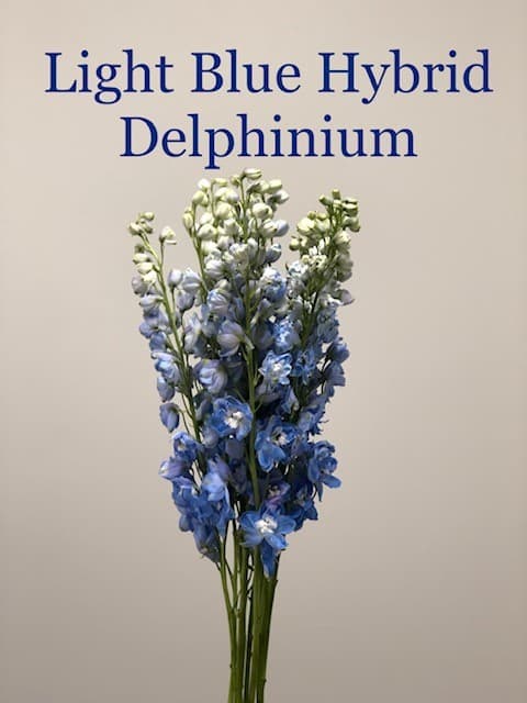 Delphinium Hyb. - 13bu/bx Light Blue 80cm