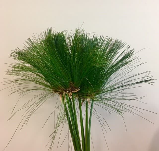 Papyrus Green EGYPTIAN - 40ST/BX 60cm
