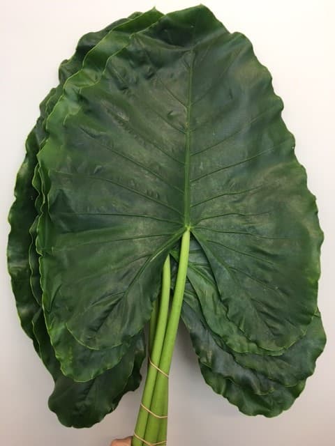Alocasia Green ELEPHANT EARS - 40ST/BX Med.