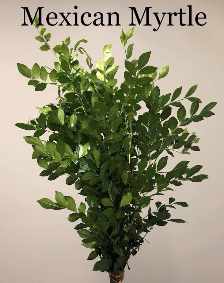 Mexican Myrtle Green 10 BU/BX 40cm