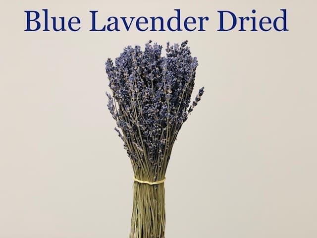Lavender Blue DRIED -  25BU/BX. 40cm