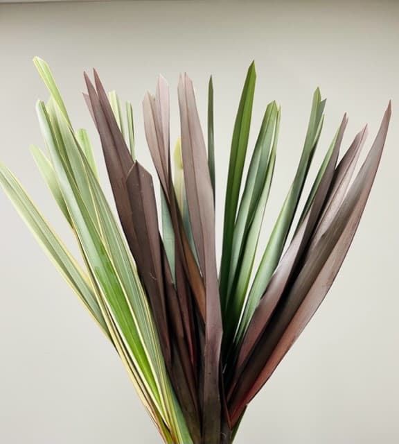 Flax 20bu/bx Assorted 60cm
