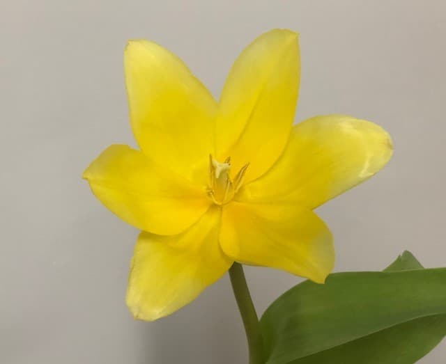 Tulips 20bu/bx Yellow 40cm