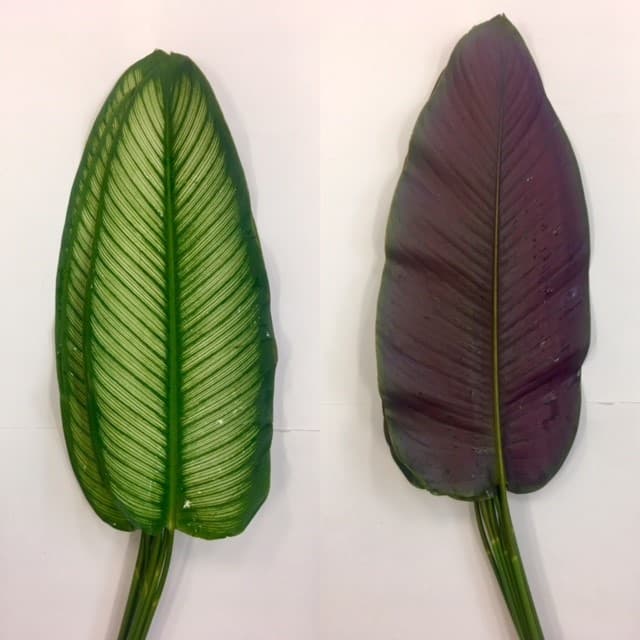 Calathea White Star - 20bu/bx Bi-color