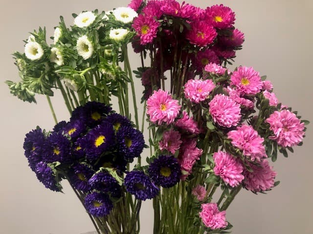 Aster Matsumoto - 6bu/bx Assorted 60cm