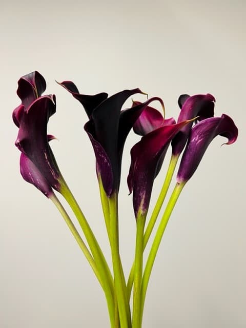 Calla Mini Lily -80st/bx Burgundy 50cm