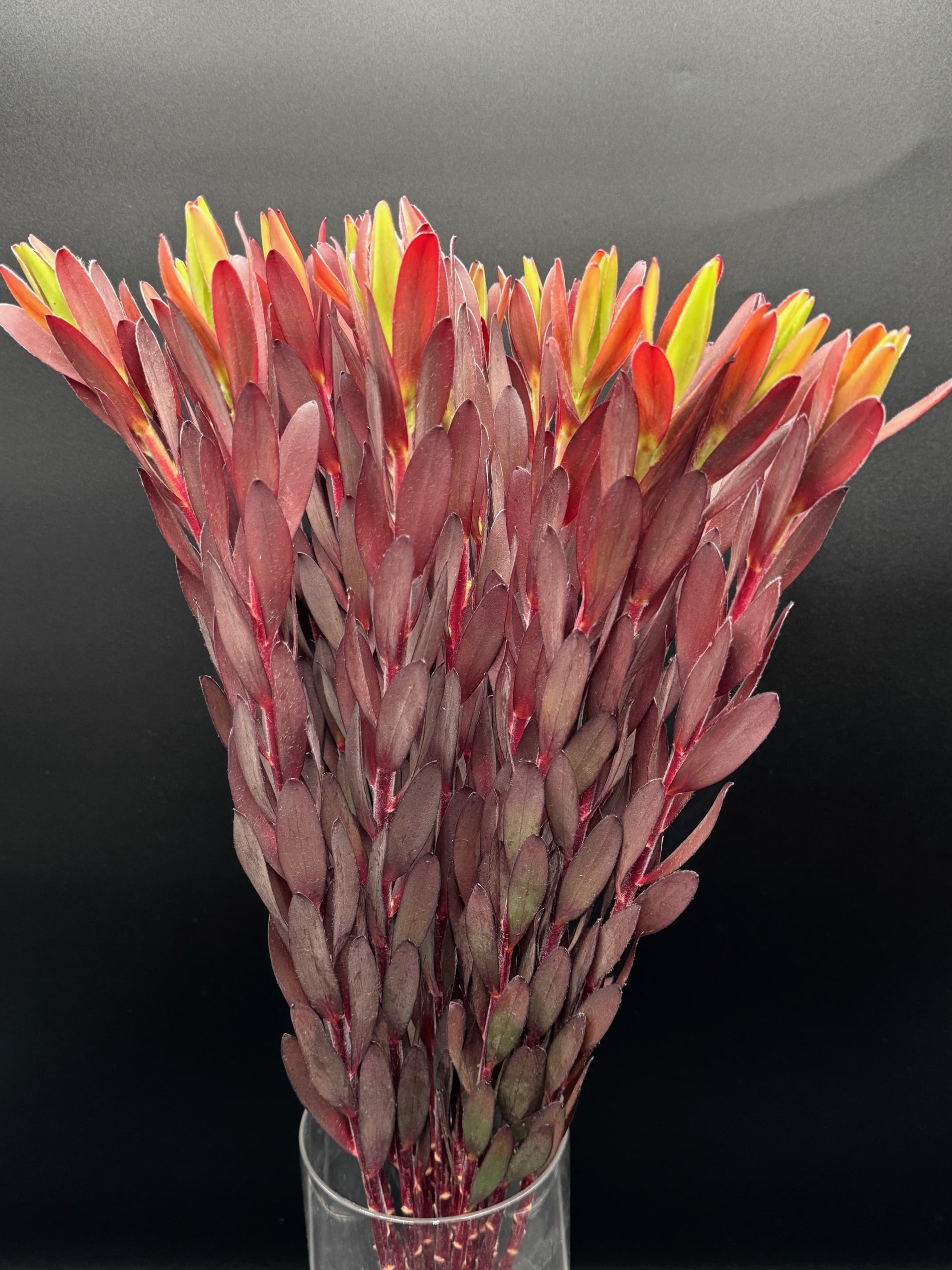 Safari Sunset Leucadendron 15bu/bx Red 80-90cm