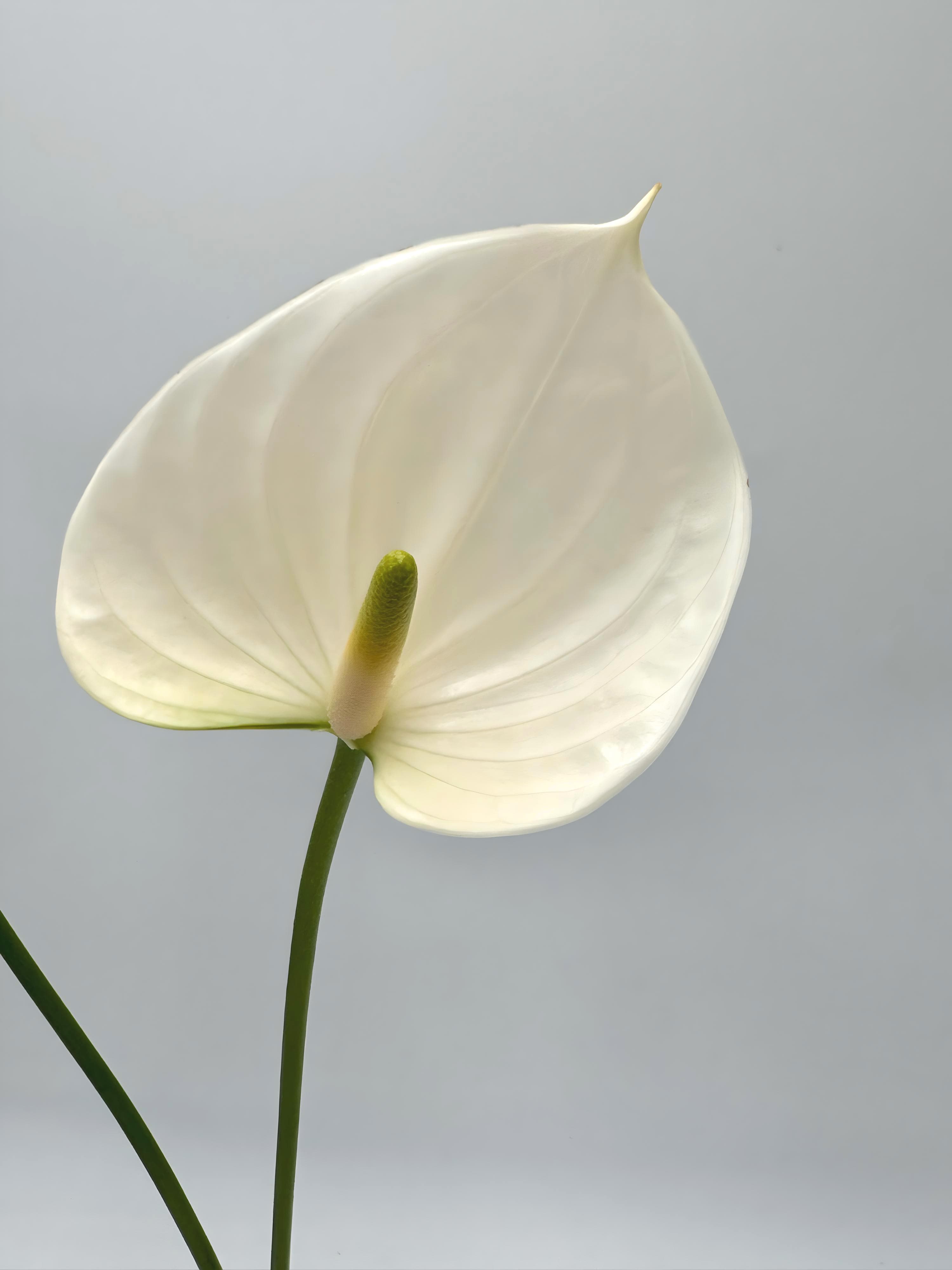 Anthurium 24st/bx White Med