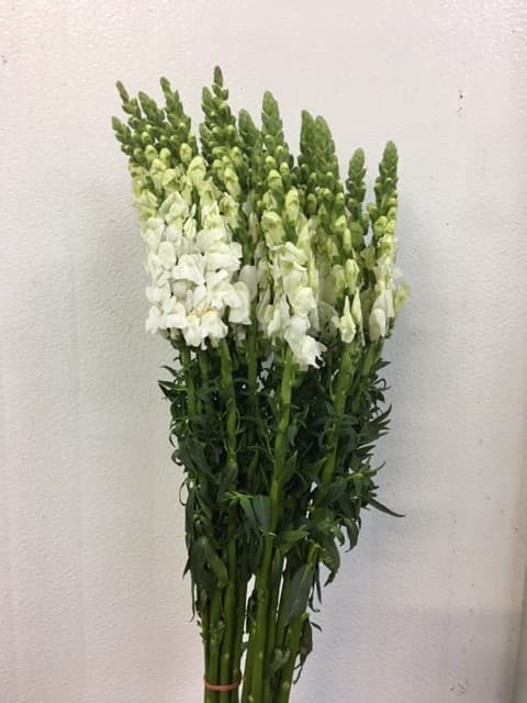 Snaps 14bu/bx White 90cm