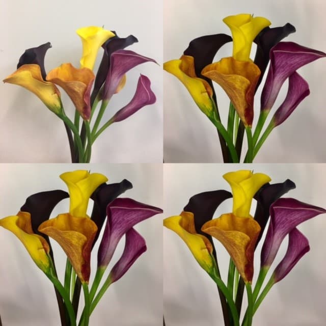 Calla Mini Lily - 80st/bx Fall Mix 50cm