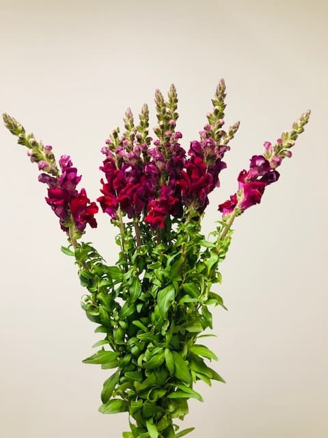 Snapdragon 14bu/bx Burgundy 90cm