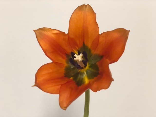 Tulips 20bu/bx Orange 40cm